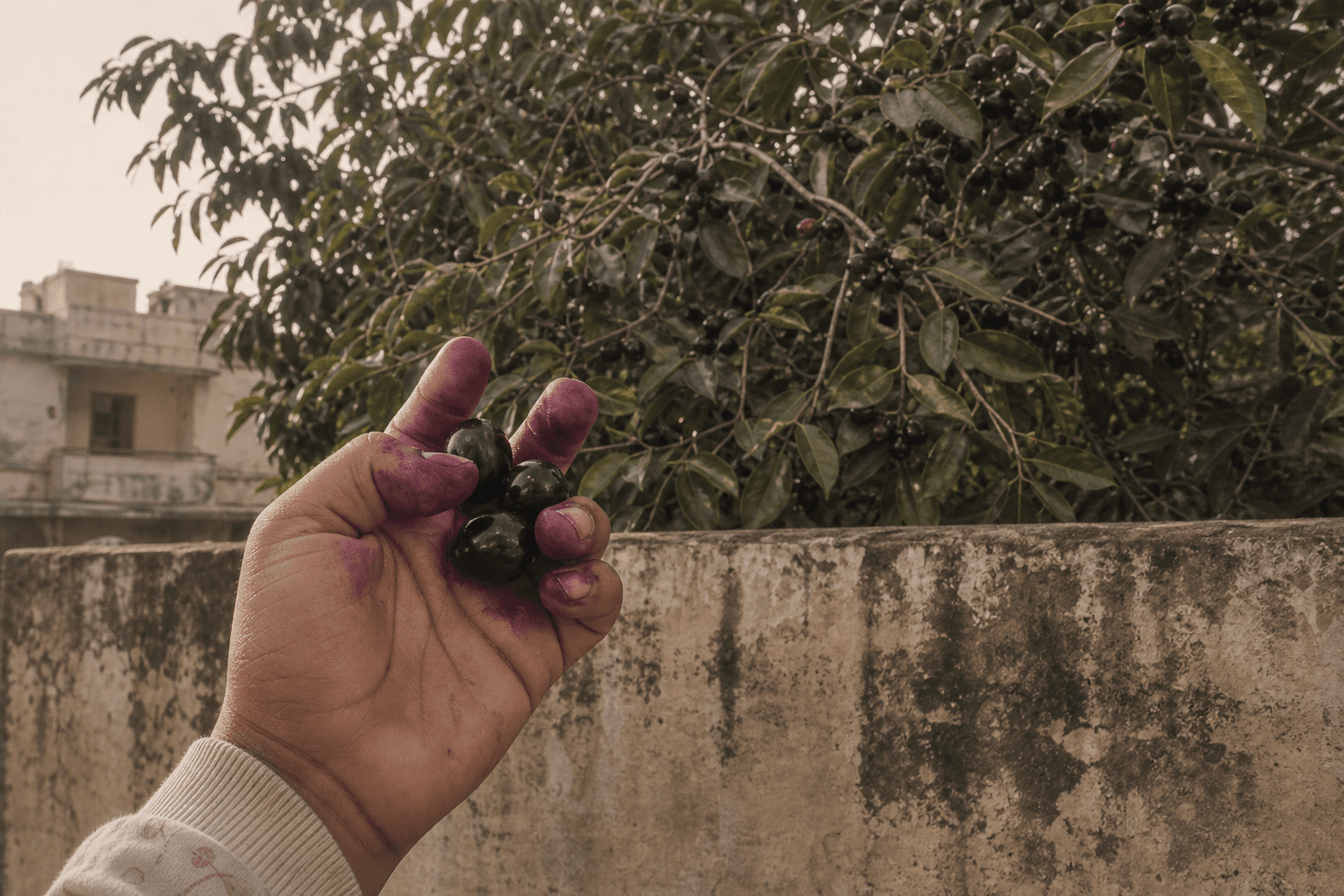 Children near a Ghaziabad colony wall holding jamun with deep purple-stained fingers from summer mischief